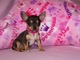 Regalo cachorros chihuahua macho y hembra toy para adopcion