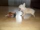 Regalo cachorros hermosos chihuahua con pedigrí%# - Foto 1