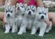 Regalo cachorros magníficos del husky siberiano para la adopción