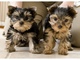 Regalo cachorros mini toy yorkshire terrier 20