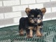 Regalo cachorros yorkshire terrier mini 1b