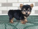 Regalo cachorros yorkshire terrier mini 1d