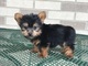 Regalo cachorros yorkshire terrier mini 1k