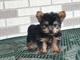 Regalo cachorros yorkshire terrier MINI 1n - Foto 1