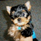Regalo cachorros yorkshire terrier mini 2f