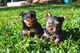 Regalo cachorros yorkshire terrier mini 3r
