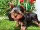 Regalo cachorros yorkshire terrier mini 3u