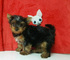 Regalo cachorros yorkshire terrier MINI 3w - Foto 1