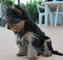 Regalo cachorros yorkshire terrier MINI 3y - Foto 1