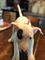 Regalo dulce cachorros bull terrier para adopcion - Foto 1
