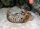 Regalo gatitos de Bengala registrados - Foto 1