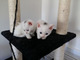 Regalo gatitos perfectos de munchkin