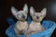 Regalo gatitos sphynx masculinos y femeninos disponibles ahora ./