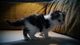Regalo Hermosos gatitos siberianos - Foto 1