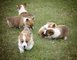 Regalo Impresionantes Corgis perritos - Foto 1