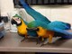 Regalo loros guacamayo o yacos adorables con microchip disponemos