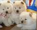 Regalo machos y hembras chow chow cachorros para su adopción