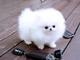 Regalo preciosos cachorros lulu pomeranian mini toy 15
