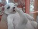 Vendo chihuahuas bonitos