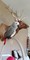 Yaco cola de roja loro gris africano para la adopción