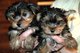 Yorkie cachorros registrados para la adopción
