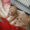 Absolutamente increíble cachorros de juguete Poodle - Foto 1