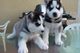 Adorable cachorros husky para adopción