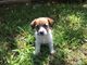 Cachorro Jack Russell listo para encontrar un nuevo hogar - Foto 2