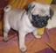 Cachorros carlino pug para adopcion macho y