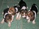 Cachorros de beagle pure bred para ofrecer para la adopción gratu