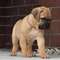 Cachorros de bullmastiff/////////