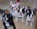 Cachorros de Chihuahua bien entrenados para adopción - Foto 1
