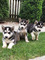 Cachorros de husky siberiano