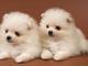 Cachorros pomeranian adorable para adopción fgdfgd