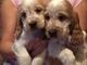 Cavalier King Charles Spaniel cachorros en adopción - Foto 1