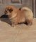 Chow chow cachorros listos para encontrar casas nuevas - Foto 1