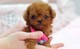Cute Poodle Puppies para Adopción - Foto 1