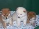 Económicos shiba inu, cachorros de raza2