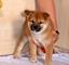 Espectacular camada de shiba inu disponible