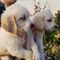 Golden retriever cachorros macho y hembra