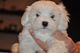 Hermosos Cachorros bichon maltes machos y hembras - Foto 1