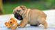 KC Reg Pug cachorros para adopción - Foto 1