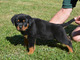 Lindo rottweiler - Foto 1