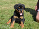 Lindo rottweiler