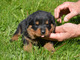 Lindo rottweiler - Foto 1