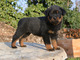 Lindo rottweiler - Foto 1