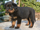 Lindo rottweiler