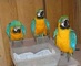 Loros guacamayo o yacos adorables con microchip 1