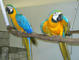 Loros guacamayo o yacos adorables con microchip12 - Foto 1