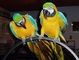 Loros guacamayo o yacos adorables con microchip13